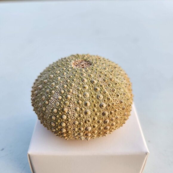 Whole Sea Urchin Fossil Shell Gems and Minerals Rocks Fossils Decor Nautical Nic - Picture 12 of 14